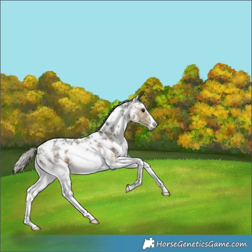 Horse Color:Silver Buckskin Sabino 