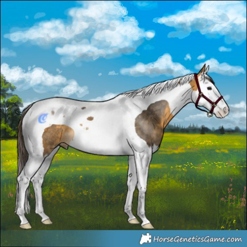 Horse Color:White Spotted Buckskin Splash Tobiano Rabicano 