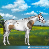 Horse Color:White Spotted Buckskin Splash Tobiano Rabicano 