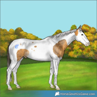 Horse Color:White Spotted Buckskin Splash Tobiano Rabicano