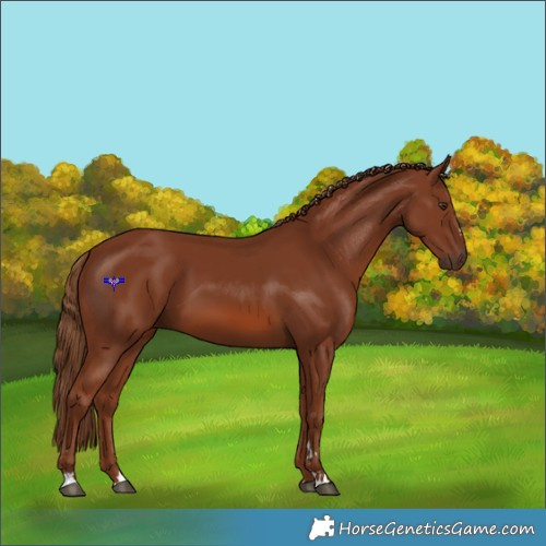 Horse Color:Chestnut 