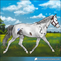 Horse Color:White Spotted Brown Splash Tobiano Rabicano 