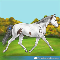 Horse Color:White Spotted Brown Splash Tobiano Rabicano 