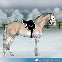 Horse Color:Silver Brown Dun Splash Rabicano 