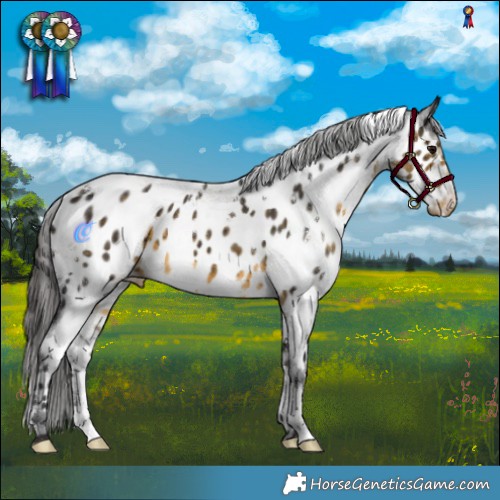 Horse Color:White Spotted Buckskin Appaloosa 