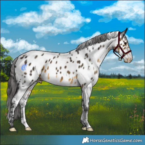 Horse Color:White Spotted Buckskin Appaloosa 