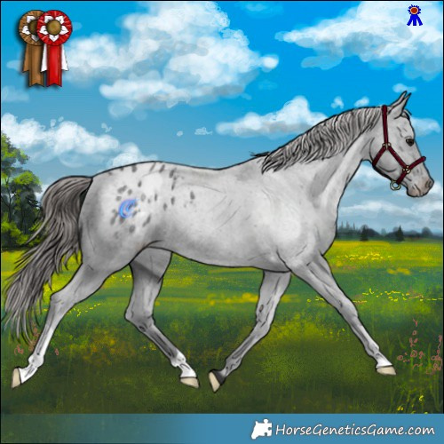 Horse Color:Blue Roan Appaloosa 