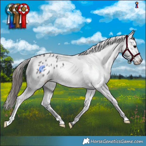 Horse Color:Blue Roan Appaloosa 