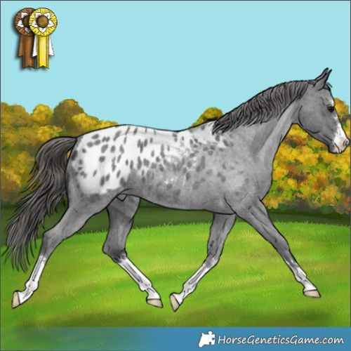 Horse Color:Blue Roan Appaloosa 
