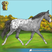 Horse Color:Blue Roan Appaloosa 