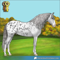 Horse Color:Blue Roan Appaloosa 