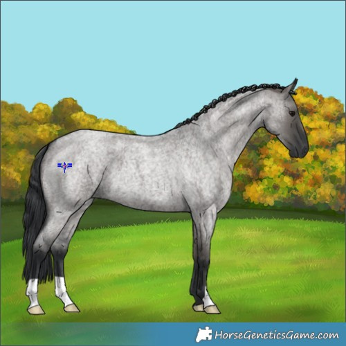 Horse Color:Grullo Roan 