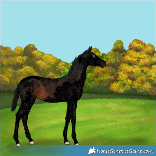 Horse Color:Gray Void Brown Splash Tobiano 