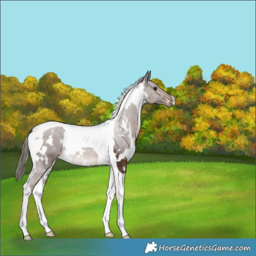 Horse Color:White Spotted Liver Chestnut Tobiano Rabicano 