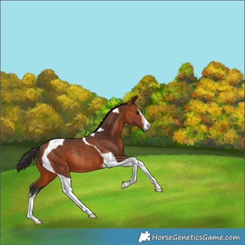 Horse Color:White Spotted Bay Tobiano Rabicano 
