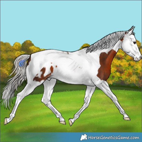 Horse Color:Silver Brown Splash Tobiano Blanket