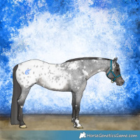 Horse Color:White Spotted Blue Roan Blanket