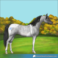 Horse Color:Blue Roan Tobiano