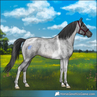 Horse Color:Blue Roan Tobiano 