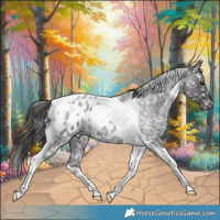 Horse Color:Blue Roan Tobiano Appaloosa 