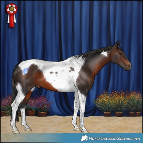 Horse Color:Brown Tobiano 