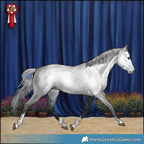 Horse Color:Gray Black Tobiano Rabicano 