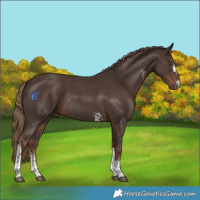 Horse Color:Liver Chestnut Sabino Tobiano Rabicano 
