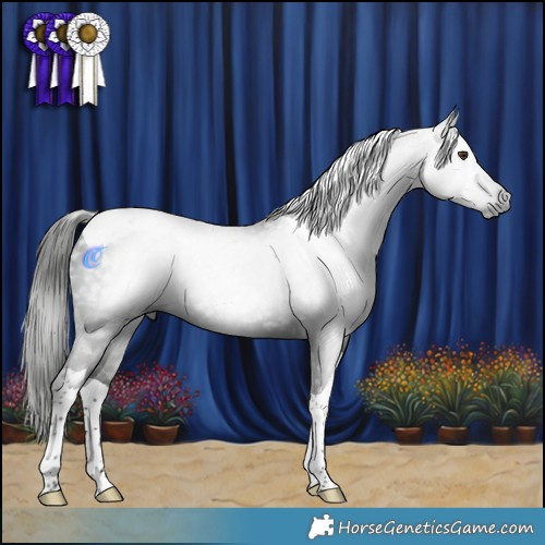 Horse Color:Gray Liver Chestnut Tobiano 