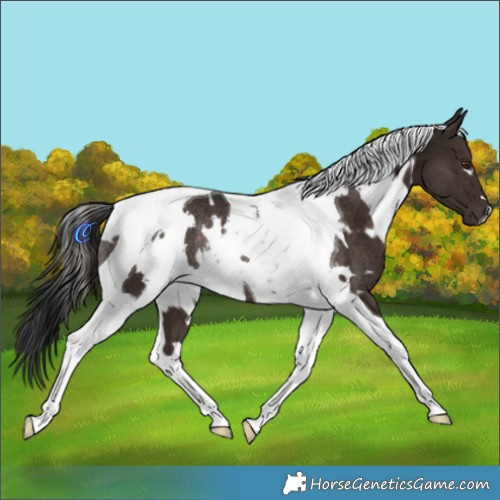 Horse Color:White Spotted Liver Chestnut Tobiano Rabicano 
