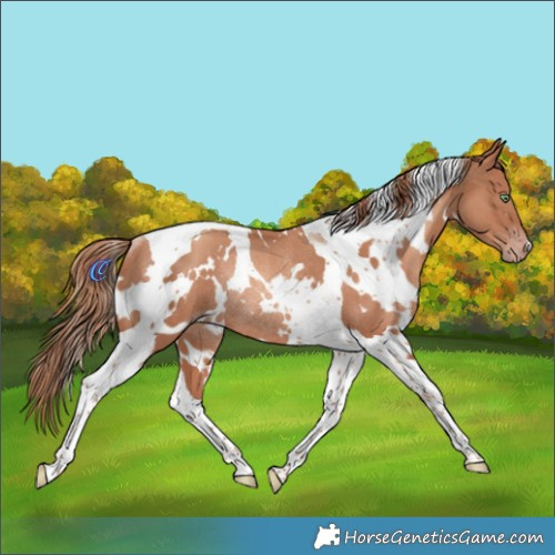 Horse Color:White Spotted Gold Champagne Tobiano Rabicano 