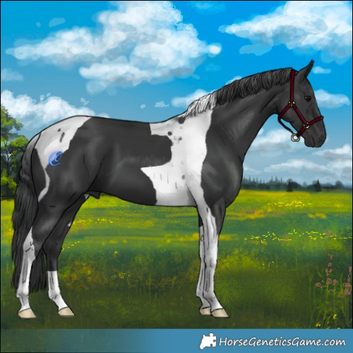 Horse Color:Black Tobiano 
