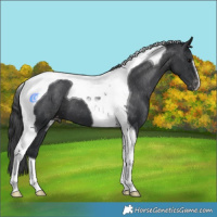 Horse Color:Black Tobiano Appaloosa 