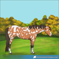 Horse Color:Bay Appaloosa