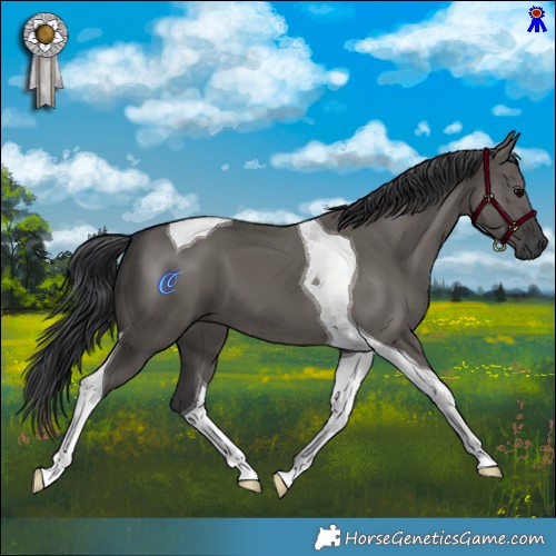 Horse Color:Grullo Tobiano 