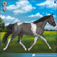 Horse Color:Grullo Tobiano