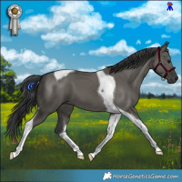 Horse Color:Grullo Tobiano