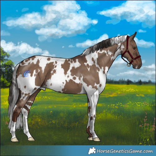 Horse Color:White Spotted Liver Red Dun 