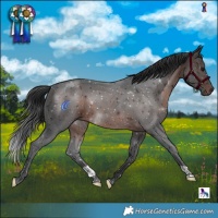 Horse Color:Brown 