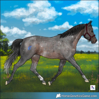 Horse Color:Brown 