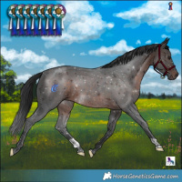 Horse Color:Brown 