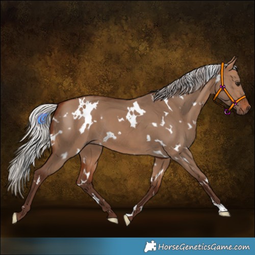 Horse Color:White Spotted Silver Bay Dun 