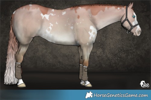 Horse Color:White Spotted Gold Champagne Dun Splash 