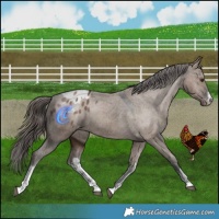 Horse Color:White Spotted Liver Red Dun Appaloosa 