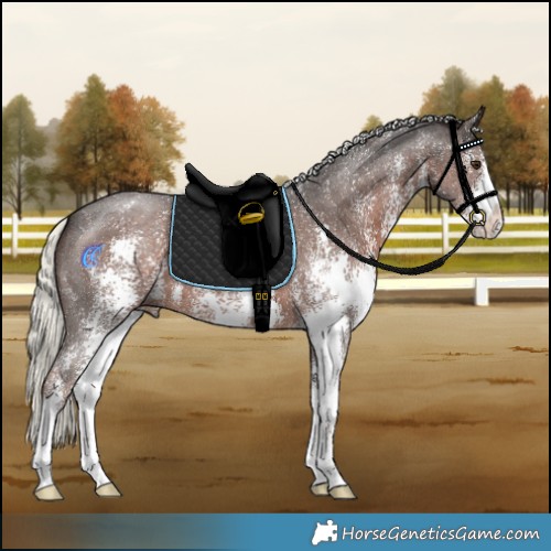 Horse Color:Liver Chestnut Mushroom Sabino 