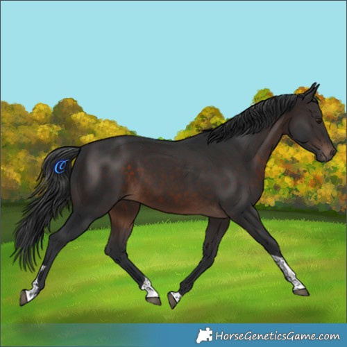 Horse Color:Brown Tobiano 