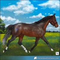 Horse Color:Brown 