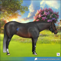 Horse Color:Brown 