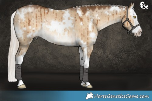Horse Color:White Spotted Chocolate Palomino Dun Splash Rabicano Brindle 