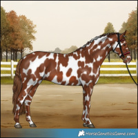 Horse Color:Chestnut Appaloosa 