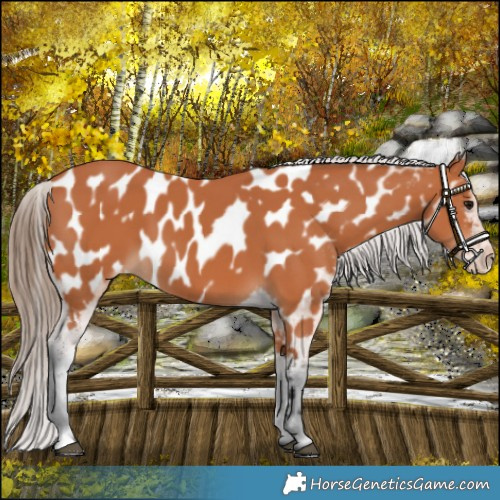 Horse Color:Bay Appaloosa 